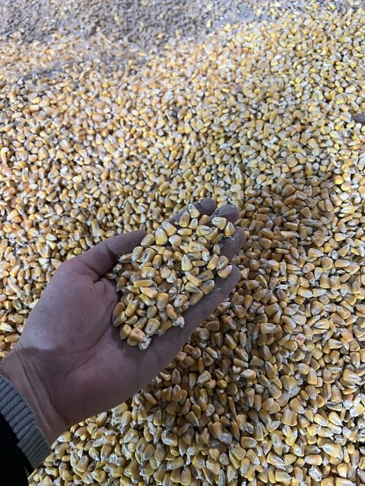 Кукуруза зерновая