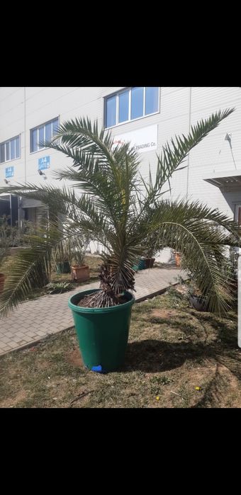 Palmier Phoenix curmal