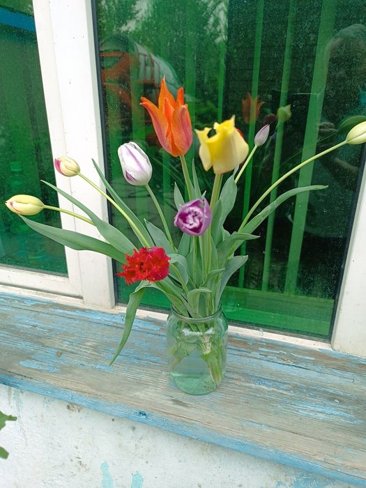 Тюльпаны последние в этом сезоне