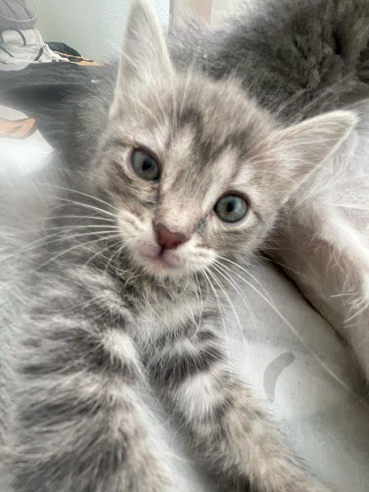 Отдаем котят смесь британца и рэгдолл