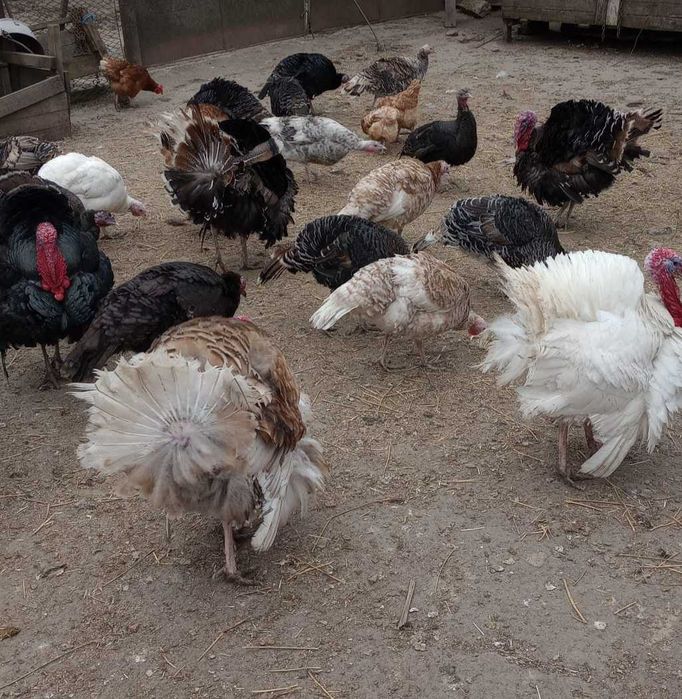 Curci si curcani de vanzare