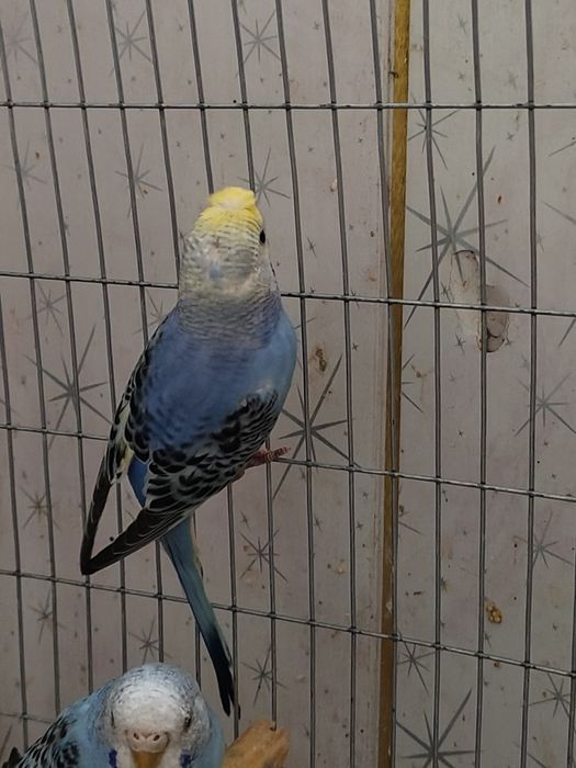 Valnistiy papugay Chubati