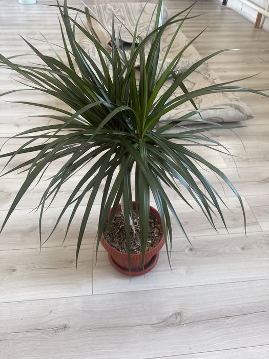 Драцена , замиокулькас, долларовое дерево