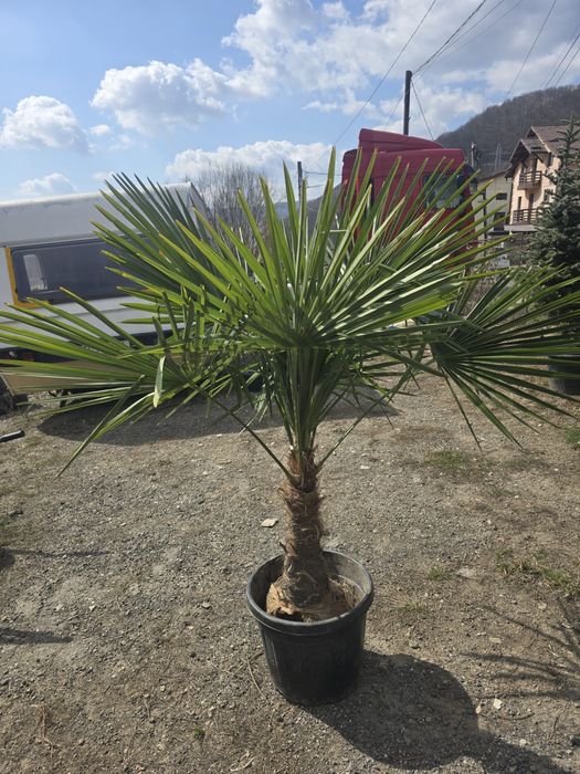 Palmieri  Trachycarpus fortunei / Maslini