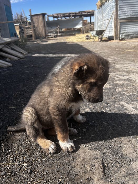 Щенки Алабай девочки, ұрғашы