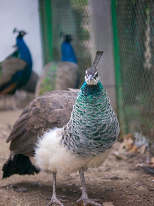 Портретен автофoкусен обектив 42.5 F.1.7 Olympus / Panasonic