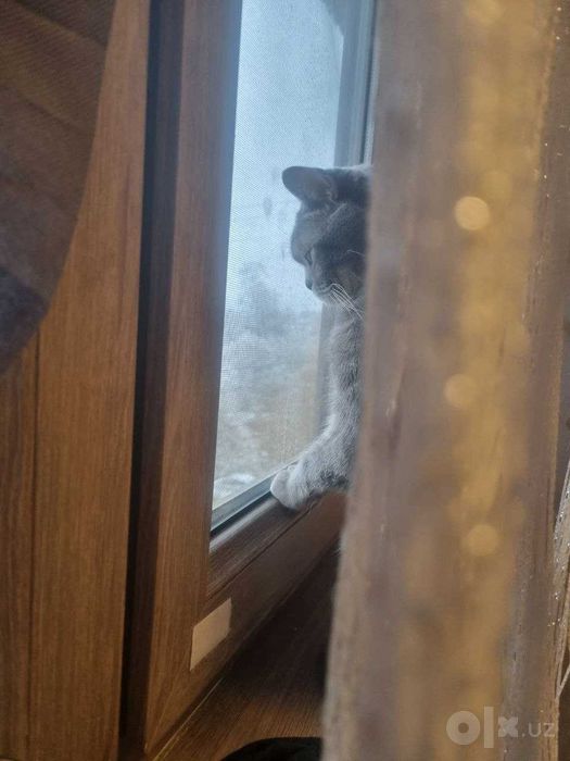Кошка, отдаю даром в хорошие руки
