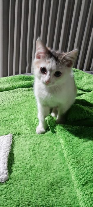 Ищем дом котенку девочке