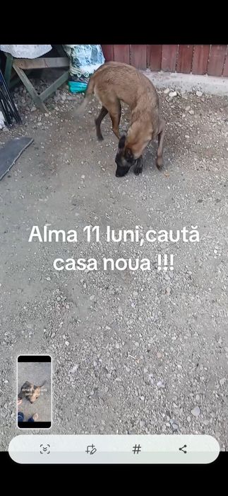 De vanzare păsări si porumbei ornament