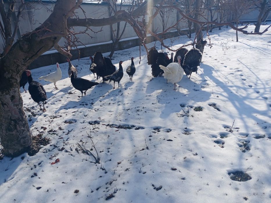 Kurkalar bor sotiladi