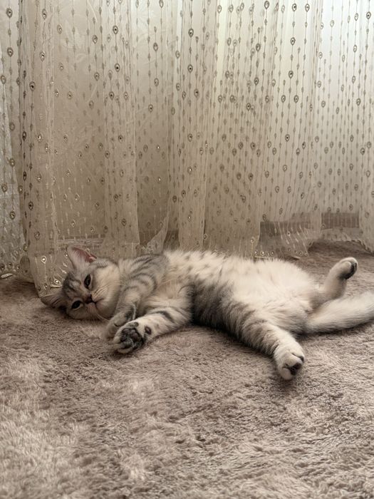 Чистокровная британская кошечка 4 - 5 месяцев, здорова и игривая