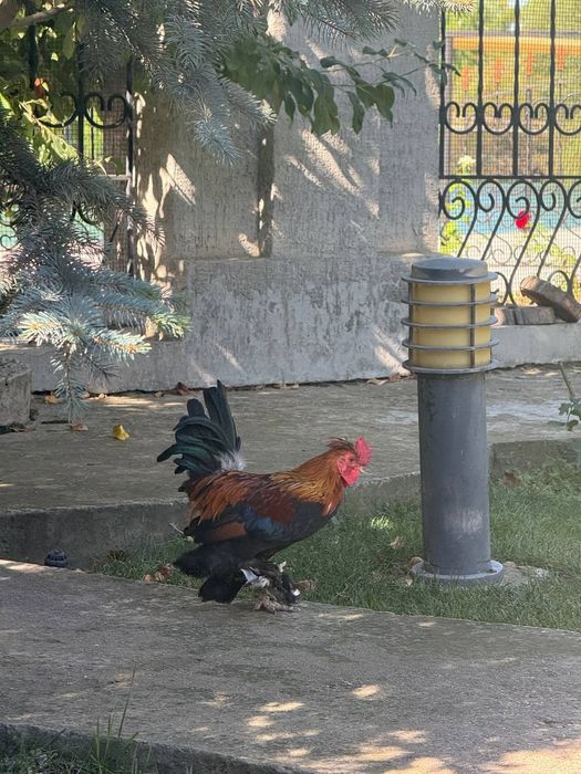 Куры Брама гигант