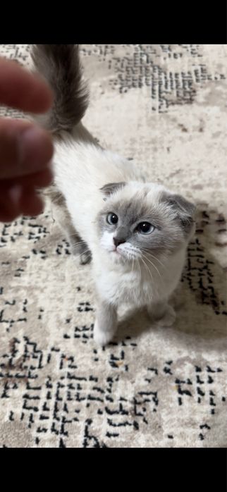 Katta anal dildos onlayn porno