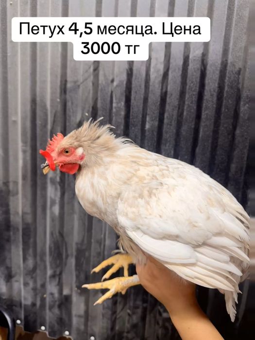 Продам молодых рабочих петушков