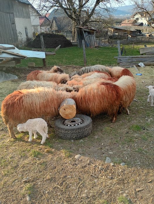 Vînd 14 oi din care 11 sunt cu miei și 3 trebuie să fete