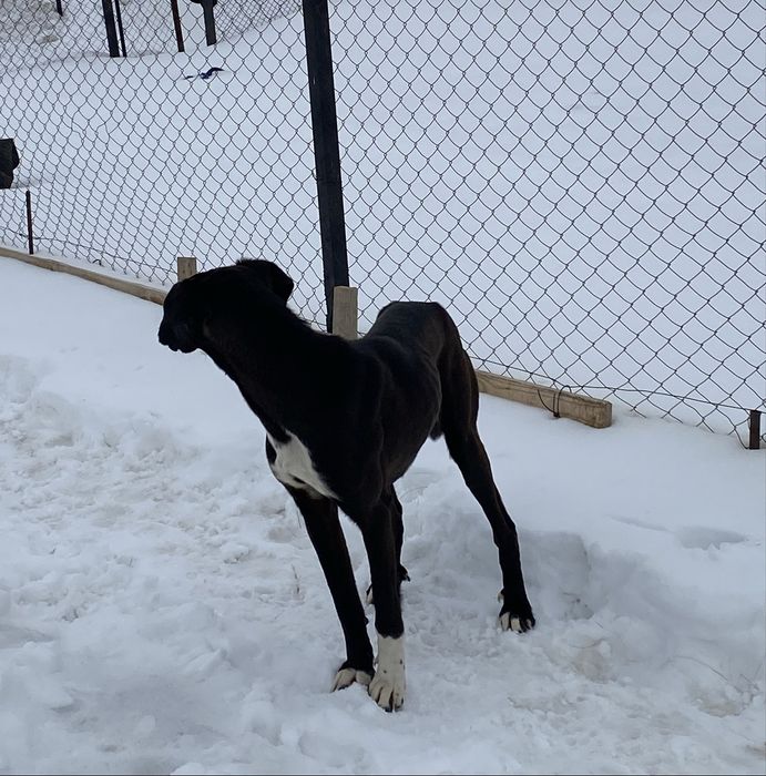 Жарғақ тазы сатам