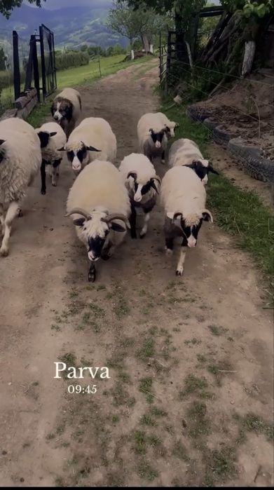 De vanzare 5 miei
