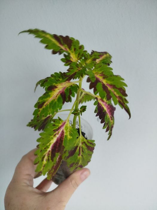 Продам сортовые  колеусы