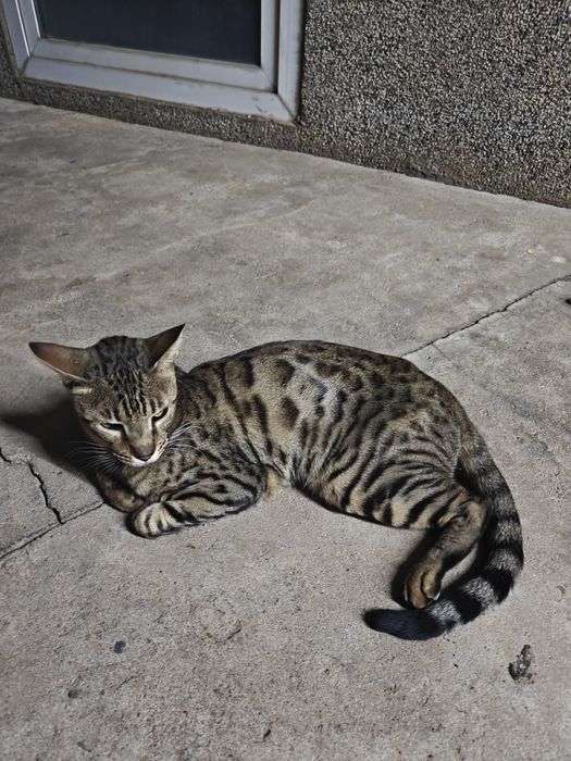 Срочно продам в добрые руки Бенгальский кот