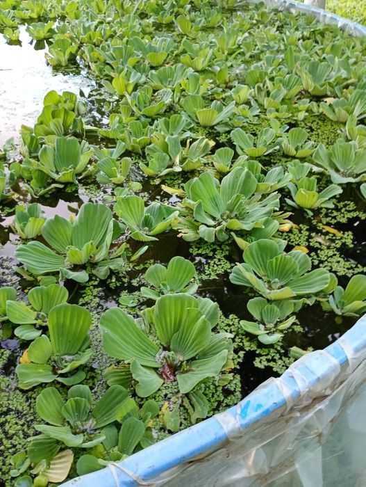 Salata de Nil -pistia, zambile amazoniene, plante de apa plutitoare.