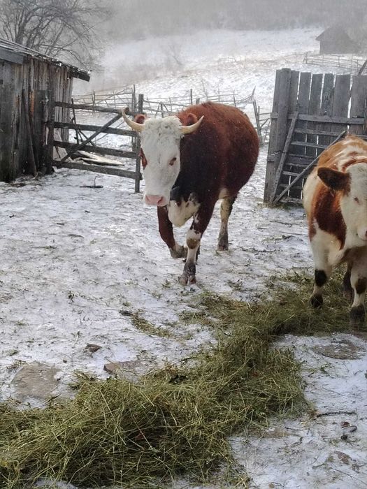 Vaci Gestante Juninci / Tauras