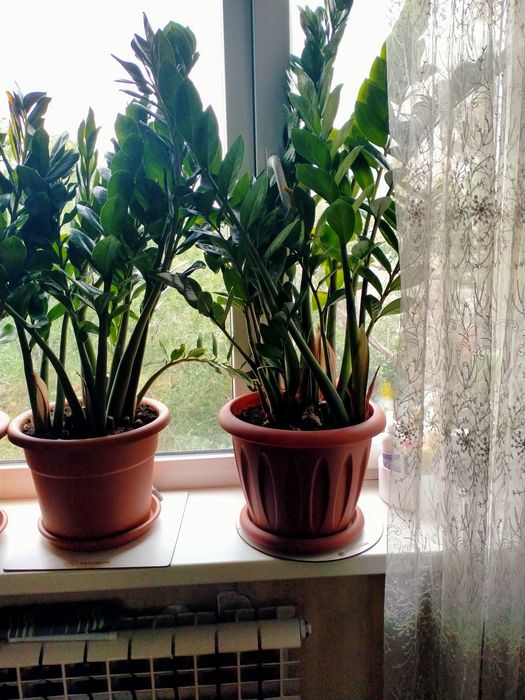 Замиокулькас, 70-80см.