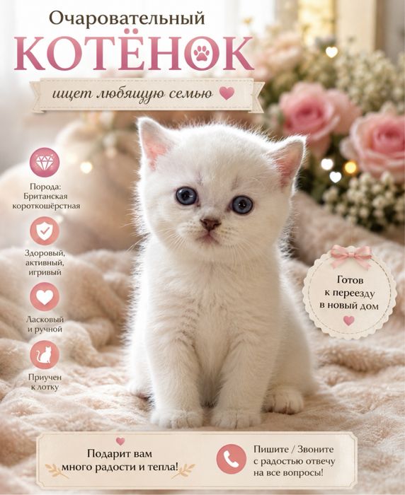 Породистый котенок