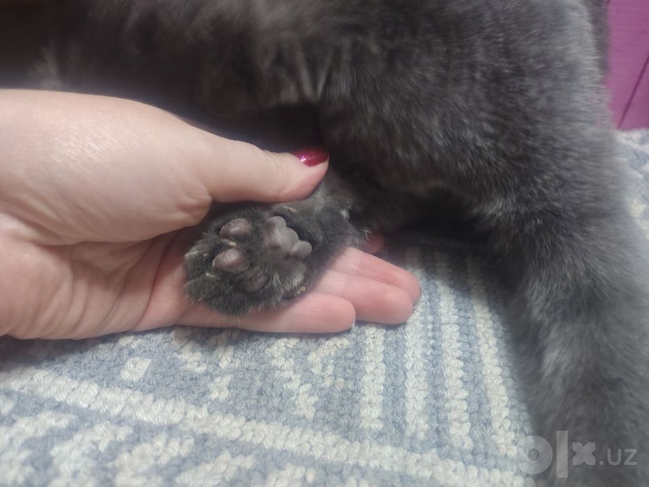 Нашли кота, найден кот