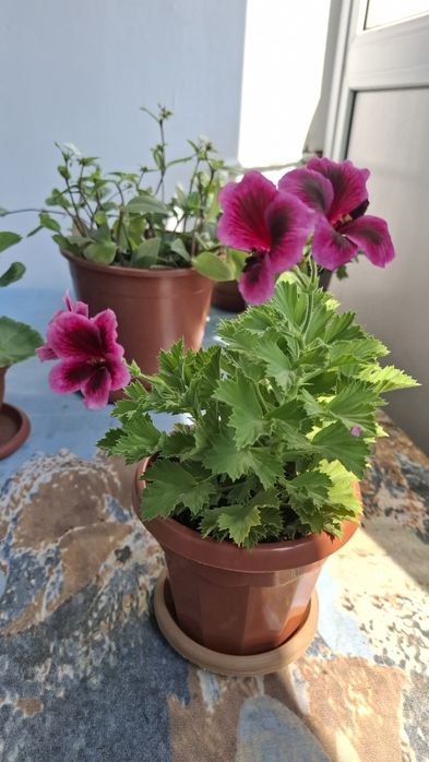 Королевская герань,  1000тг.