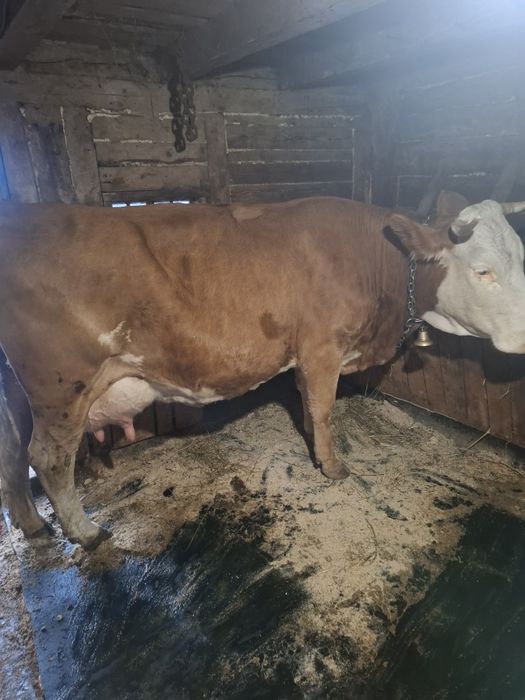 De vanzare o vaca forte buna de lapte