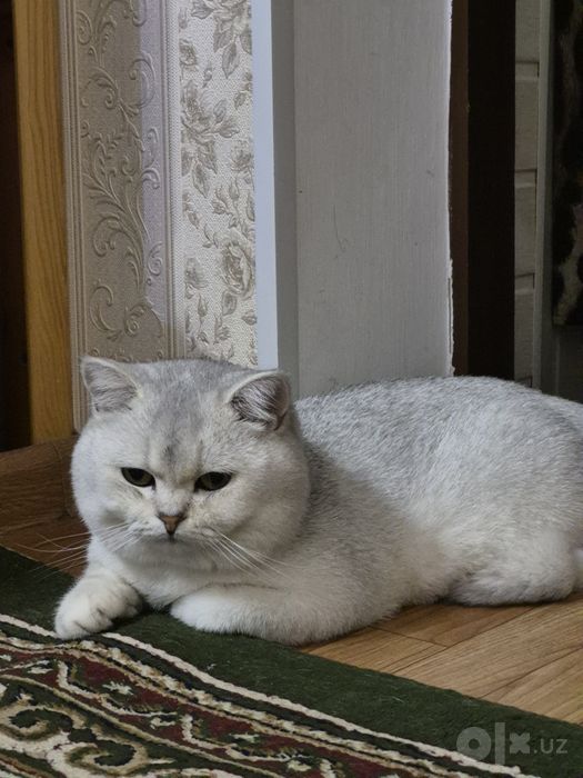 Mushuk sotiladi.