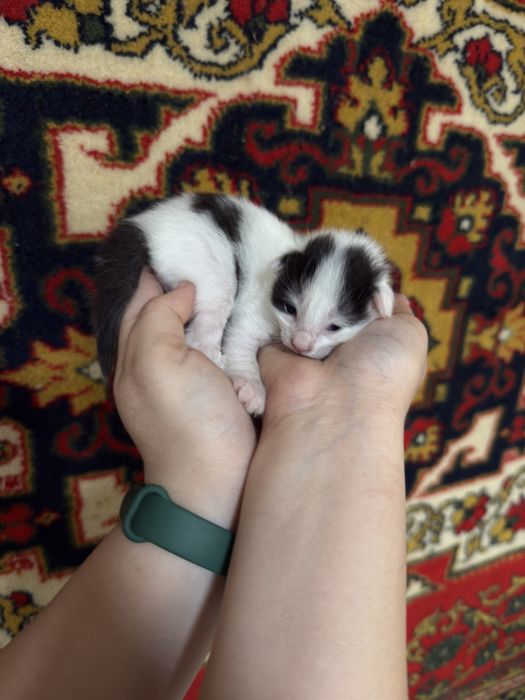 Котята в добрые ручки