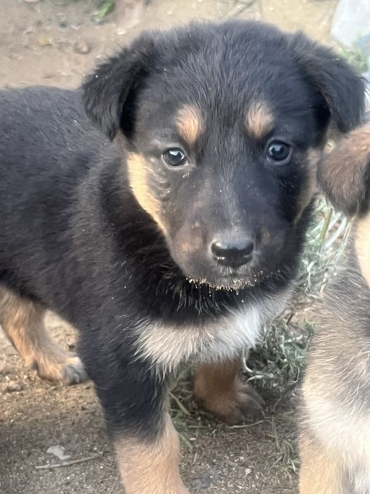 Добрые щенята в добрые руки