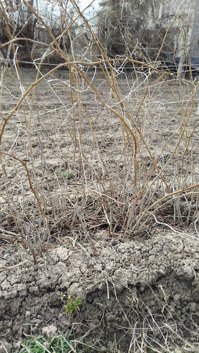 Малина саженцы куст