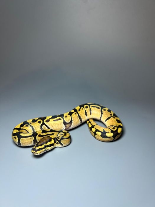 Королевский питон самки