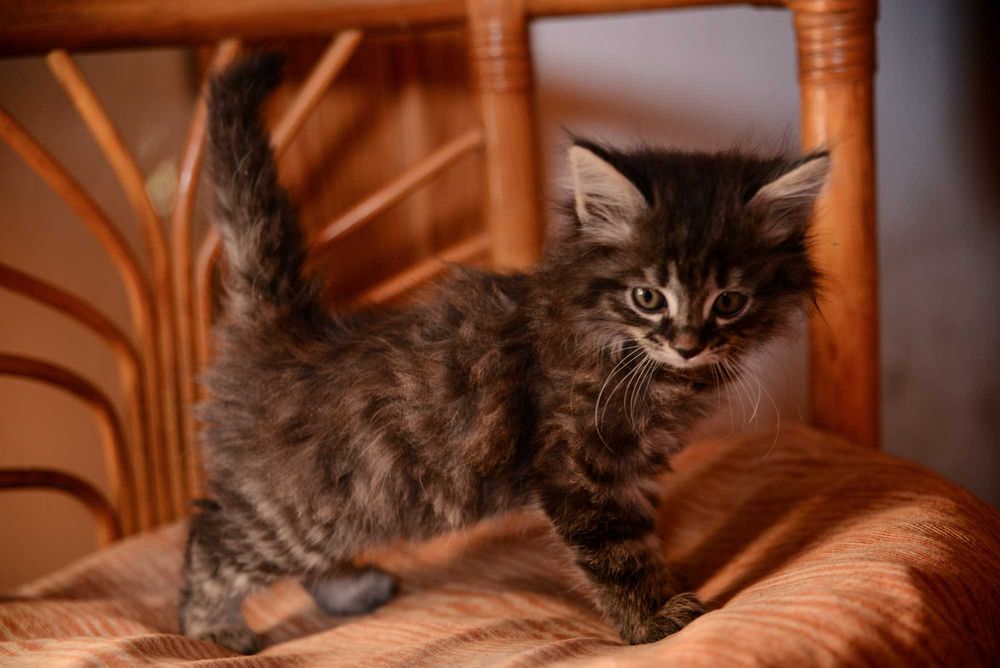 Котенок  мальчик