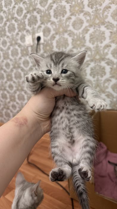 Шотладские котята