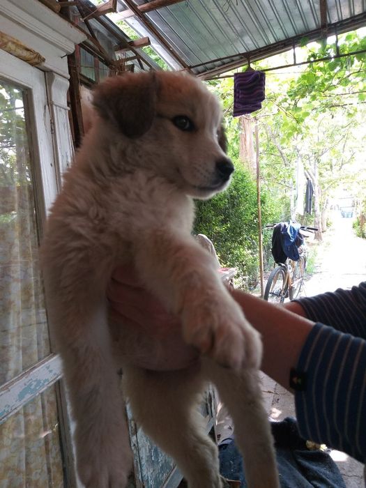 Пристраивается щенок