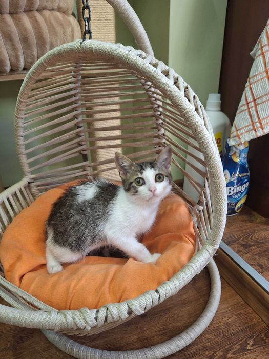 Коте на 4 месеца търси дом