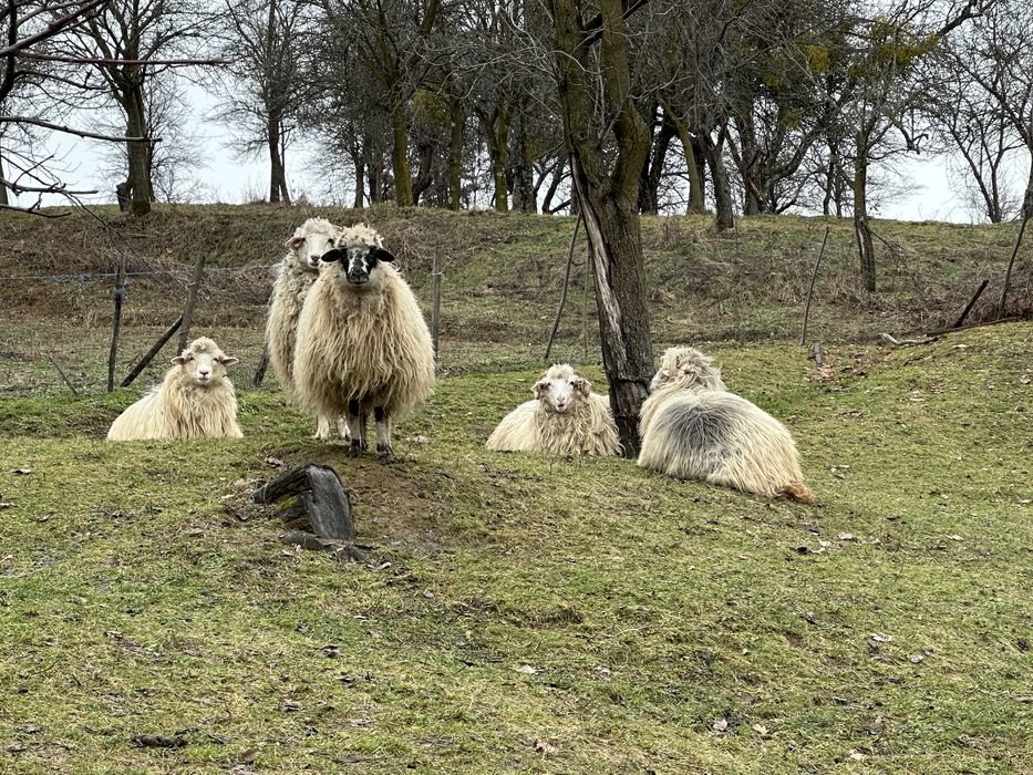 Vand 4 oi si un berbec