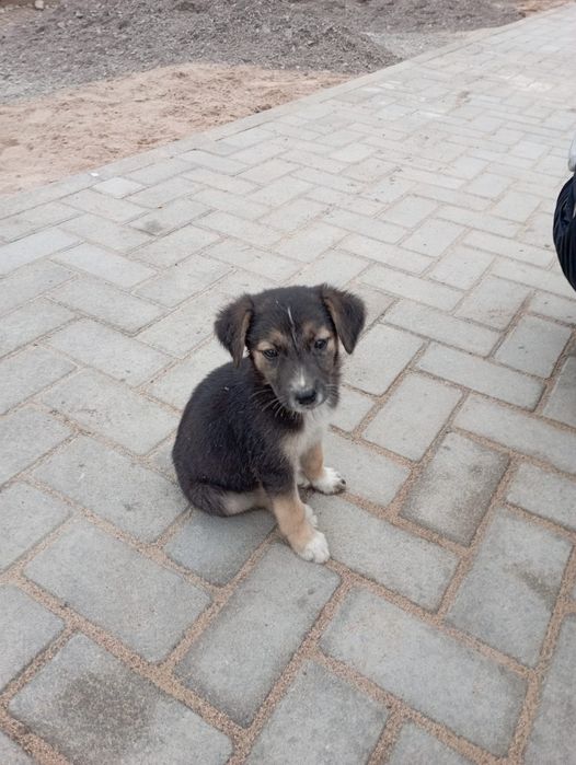 Щенки Девочки охранницы