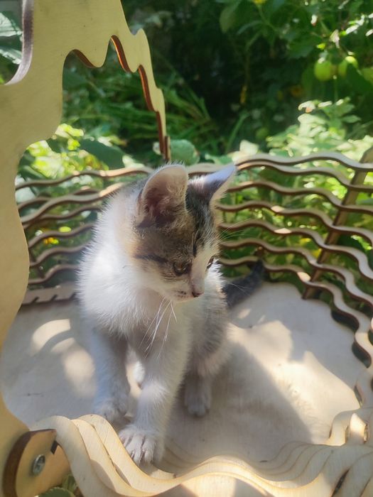 Отдам котят в добрые руки