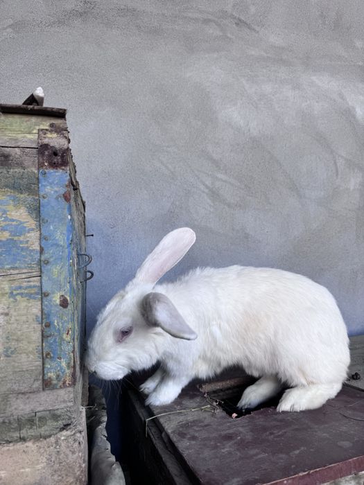 Чистокровный великан