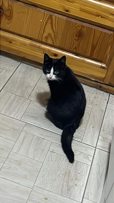 Котята  в поиске дома , мальчики и девочки