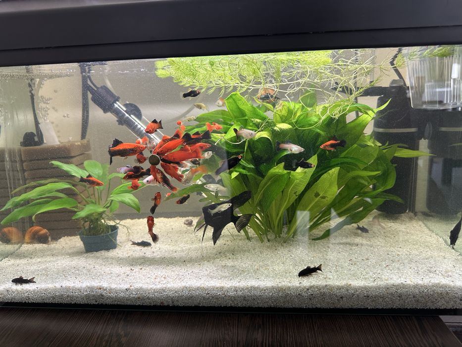 Acvariu complet echipat