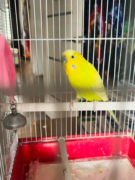 Продам волнистого попугая с клеткой.