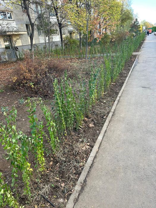 Gard viu -lemn cainesc vesnic verde