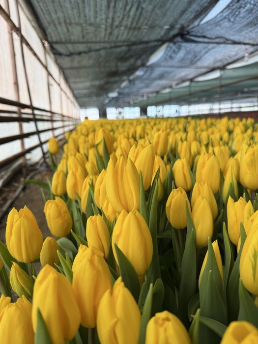 Тюльпаны гиганты 2026