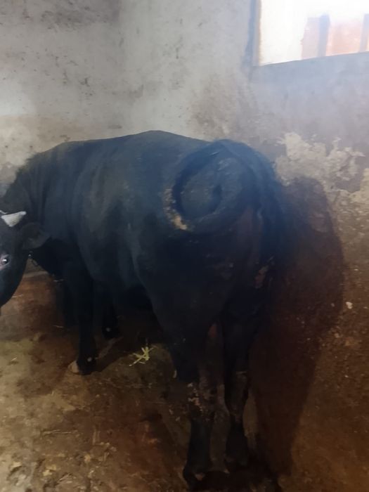 Продам быка домашнего на откорме