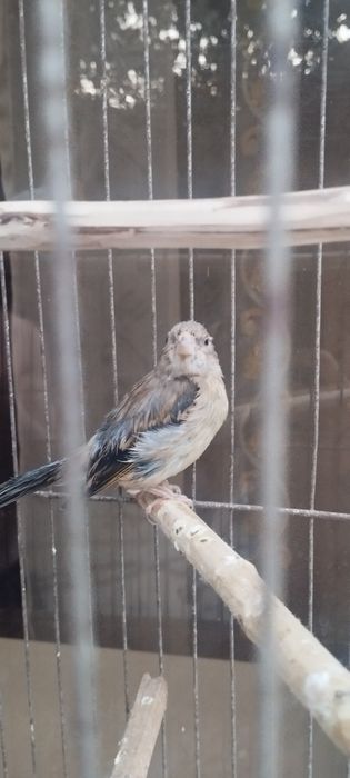 Канарейка гибрид нар